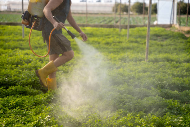 Best Wasp Removal Services  in Seadrift, TX