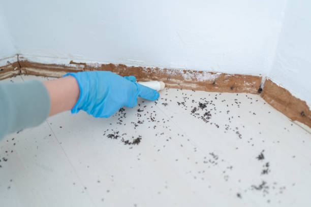 Best Local Pest Control Services  in Seadrift, TX